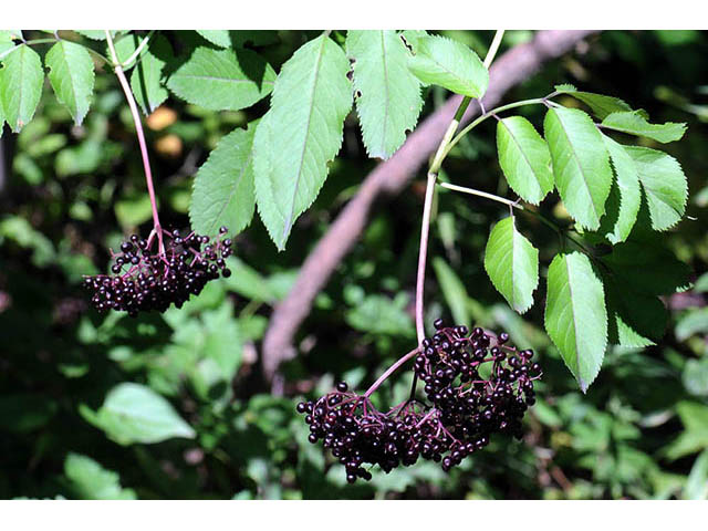 Sambucus nigra ssp. canadensis (Common elderberry) #74858
