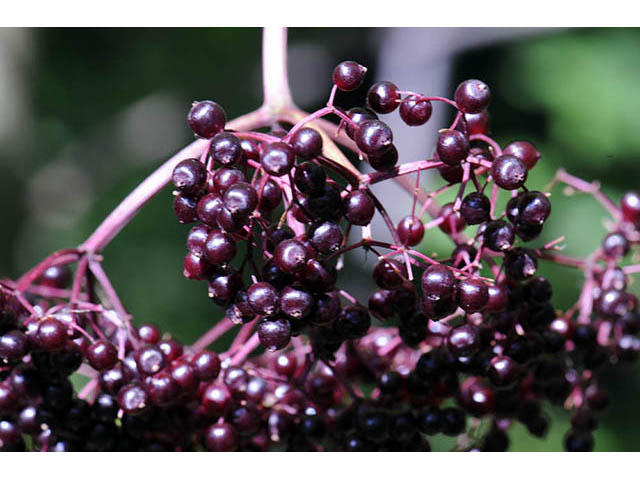 Sambucus nigra ssp. canadensis (Common elderberry) #74860
