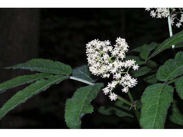 Sambucus nigra ssp. canadensis (Common elderberry) #74862