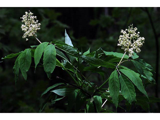 Sambucus nigra ssp. canadensis (Common elderberry) #74868