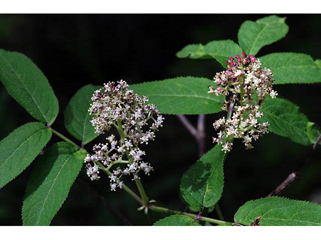 Sambucus nigra ssp. canadensis (Common elderberry) #74869