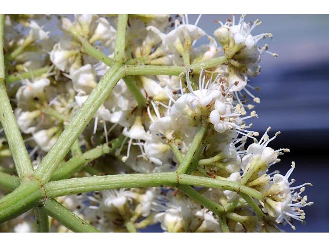 Sambucus nigra ssp. canadensis (Common elderberry) #74885