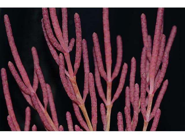 Salicornia rubra (Red swampfire) #74909