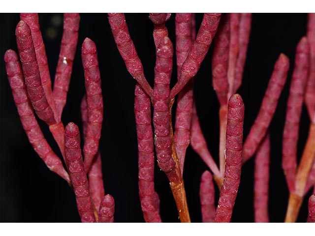 Salicornia rubra (Red swampfire) #74911