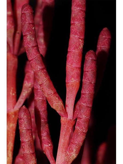 Salicornia rubra (Red swampfire) #74912