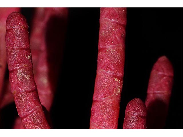 Salicornia rubra (Red swampfire) #74913