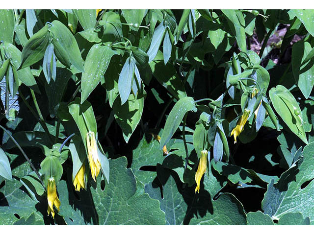 Uvularia grandiflora (Largeflower bellwort) #74915