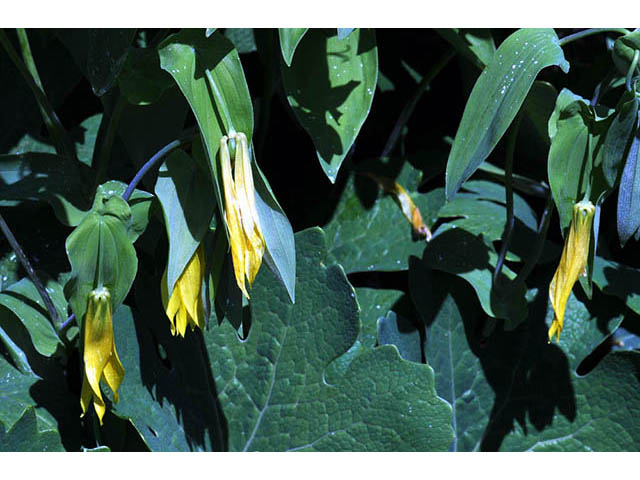 Uvularia grandiflora (Largeflower bellwort) #74916