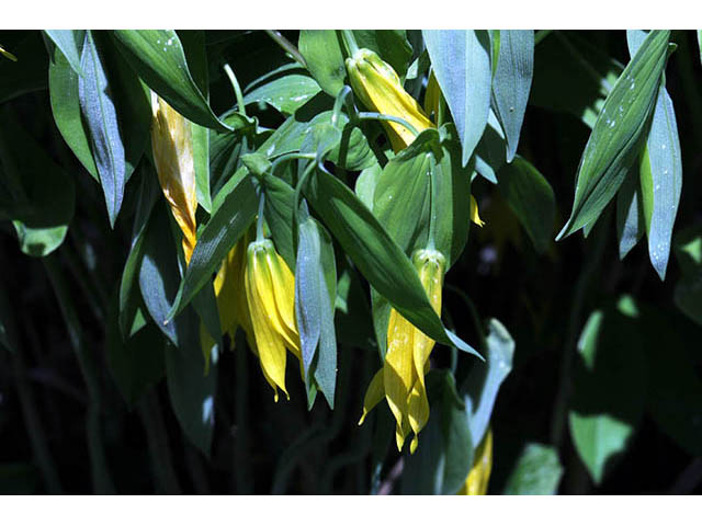 Uvularia grandiflora (Largeflower bellwort) #74917