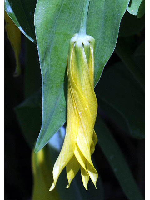 Uvularia grandiflora (Largeflower bellwort) #74919