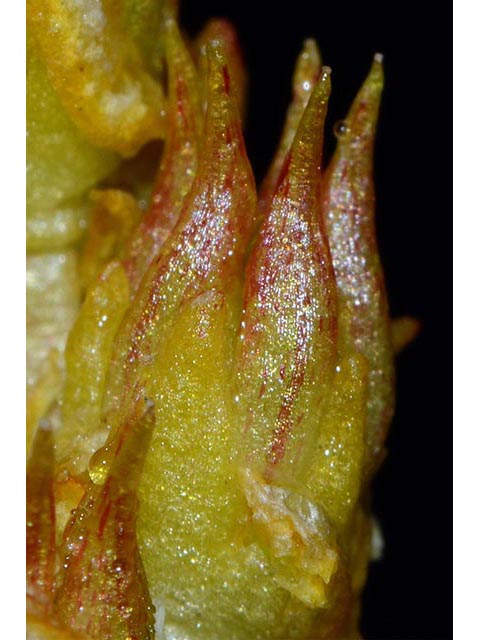 Sedum lanceolatum (Spearleaf stonecrop) #75004