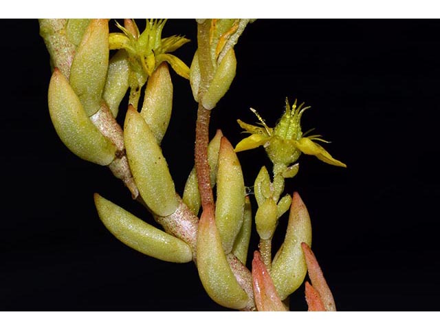 Sedum lanceolatum (Spearleaf stonecrop) #75005
