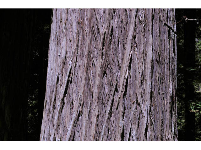 Sequoia sempervirens (Coast redwood) #75007