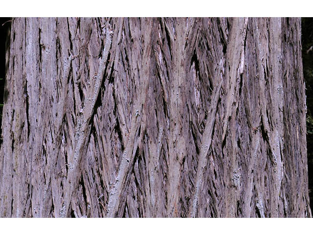 Sequoia sempervirens (Coast redwood) #75008