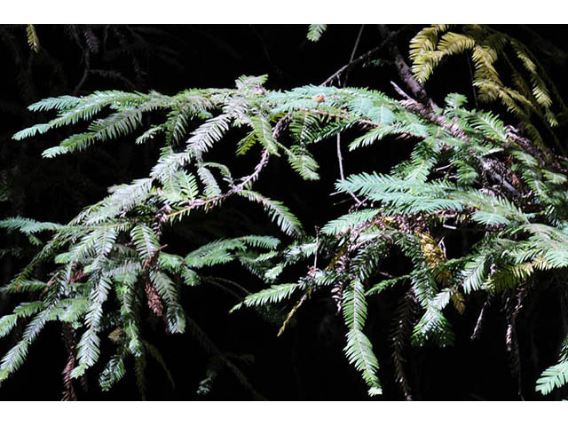 Sequoia sempervirens (Coast redwood) #75009