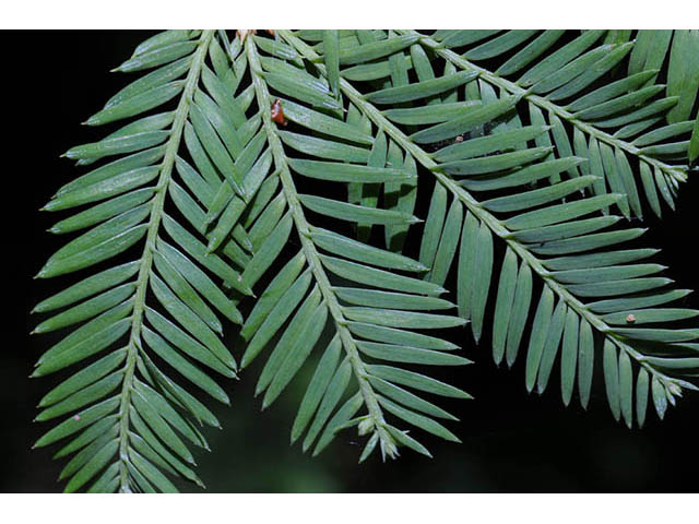 Sequoia sempervirens (Coast redwood) #75010