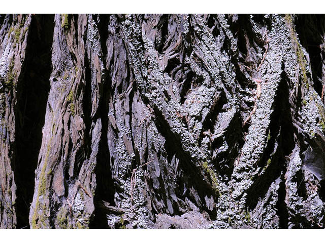 Sequoia sempervirens (Coast redwood) #75013