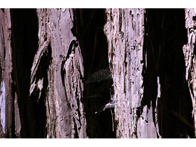 Sequoia sempervirens (Coast redwood) #75014