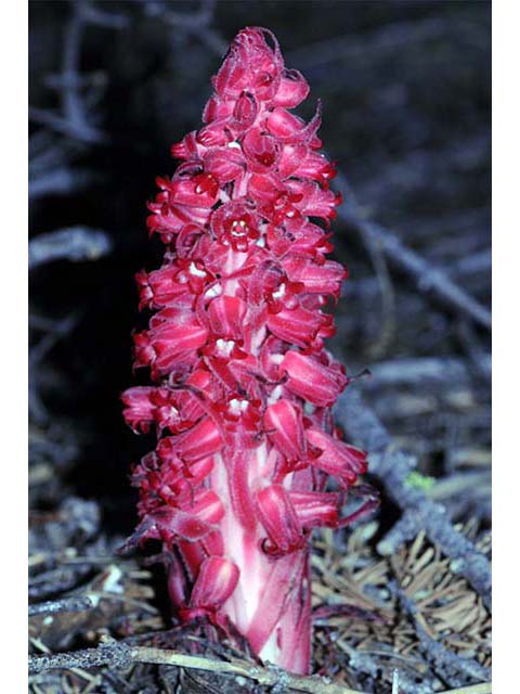 Sarcodes sanguinea (Snowplant) #75034