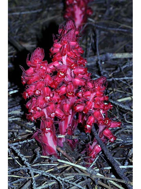 Sarcodes sanguinea (Snowplant) #75038