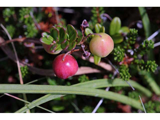 Vaccinium macrocarpon (Cranberry) #75059