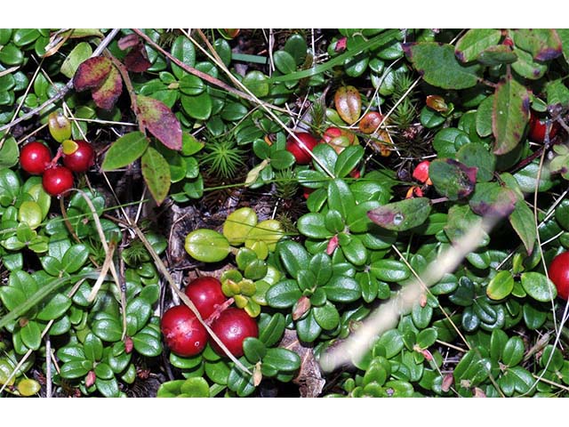Vaccinium vitis-idaea ssp. minus (Northern mountain cranberry) #75064