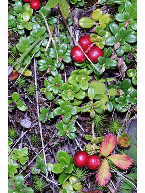 Vaccinium vitis-idaea ssp. minus (Northern mountain cranberry) #75065