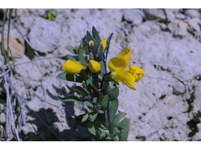 Thermopsis rhombifolia (Prairie thermopsis) #75071