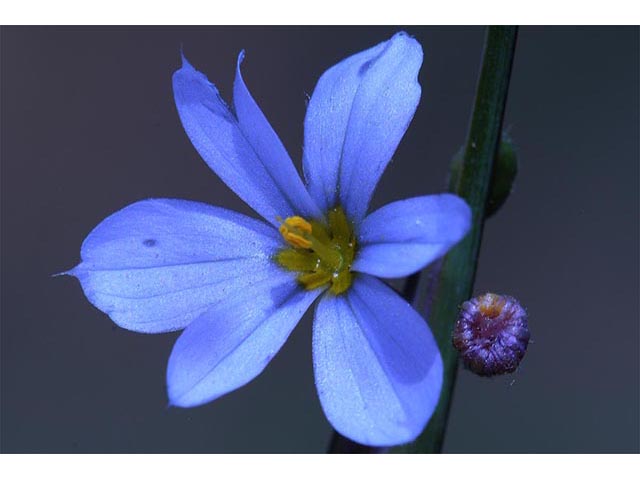Sisyrinchium albidum (White blue-eyed grass) #75079