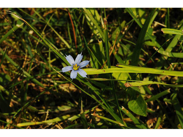 Sisyrinchium mucronatum (Needletip blue-eyed grass) #75080