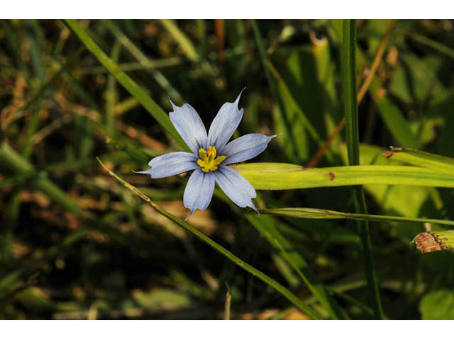 Sisyrinchium mucronatum (Needletip blue-eyed grass) #75081