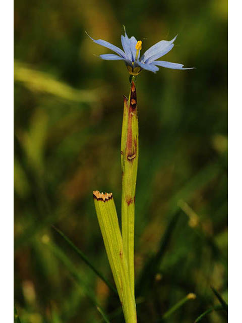 Sisyrinchium mucronatum (Needletip blue-eyed grass) #75082