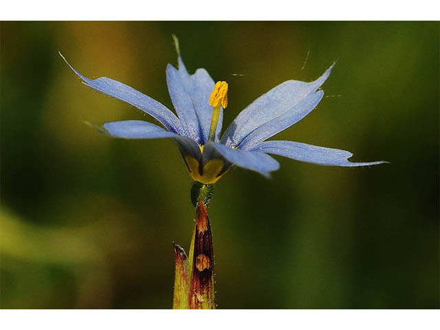 Sisyrinchium mucronatum (Needletip blue-eyed grass) #75083