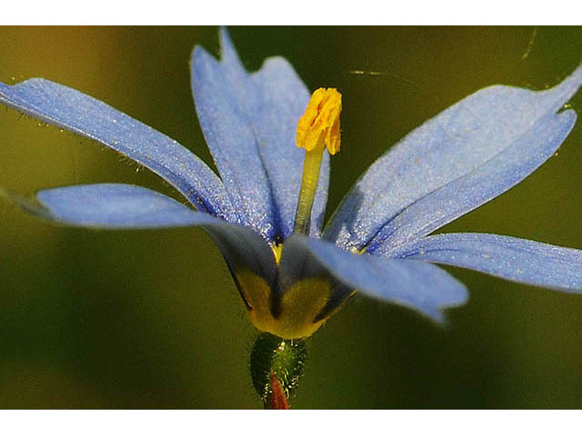 Sisyrinchium mucronatum (Needletip blue-eyed grass) #75084