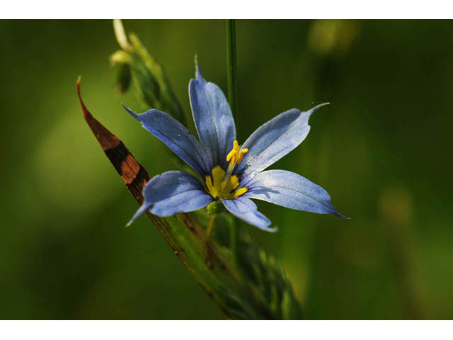 Sisyrinchium mucronatum (Needletip blue-eyed grass) #75085
