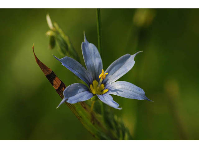 Sisyrinchium mucronatum (Needletip blue-eyed grass) #75086