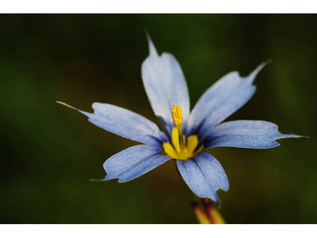 Sisyrinchium mucronatum (Needletip blue-eyed grass) #75087