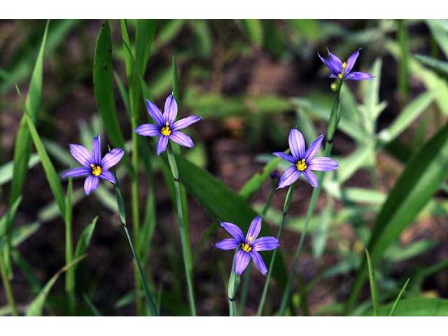 Sisyrinchium mucronatum (Needletip blue-eyed grass) #75089