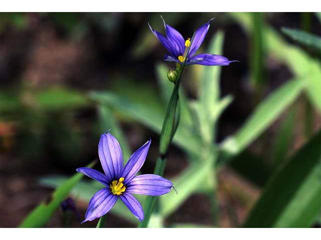 Sisyrinchium mucronatum (Needletip blue-eyed grass) #75090