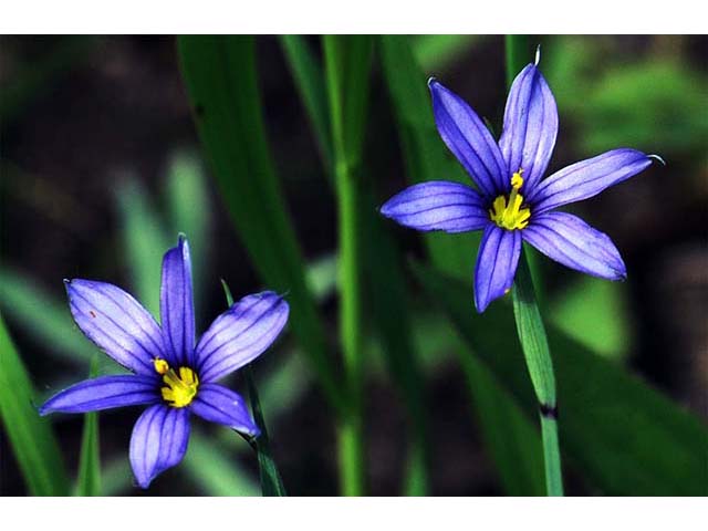 Sisyrinchium mucronatum (Needletip blue-eyed grass) #75091