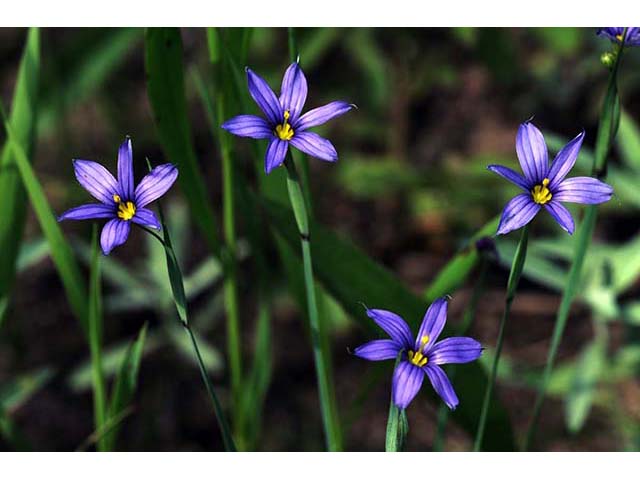 Sisyrinchium mucronatum (Needletip blue-eyed grass) #75092