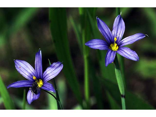 Sisyrinchium mucronatum (Needletip blue-eyed grass) #75093