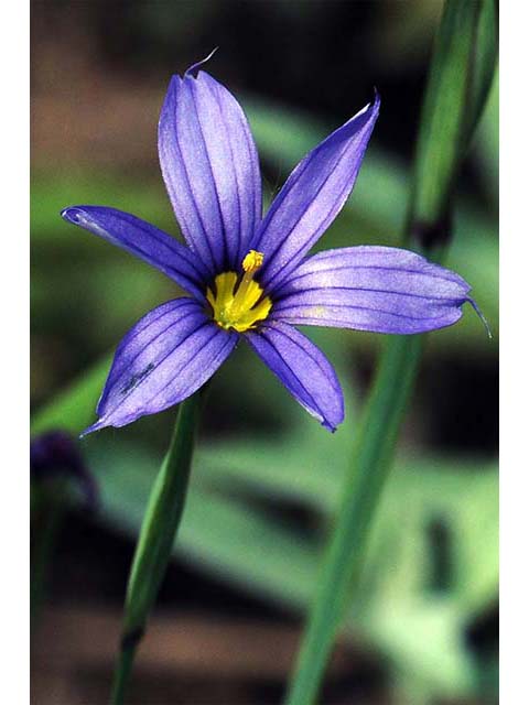 Sisyrinchium mucronatum (Needletip blue-eyed grass) #75094