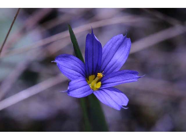 Sisyrinchium mucronatum (Needletip blue-eyed grass) #75095