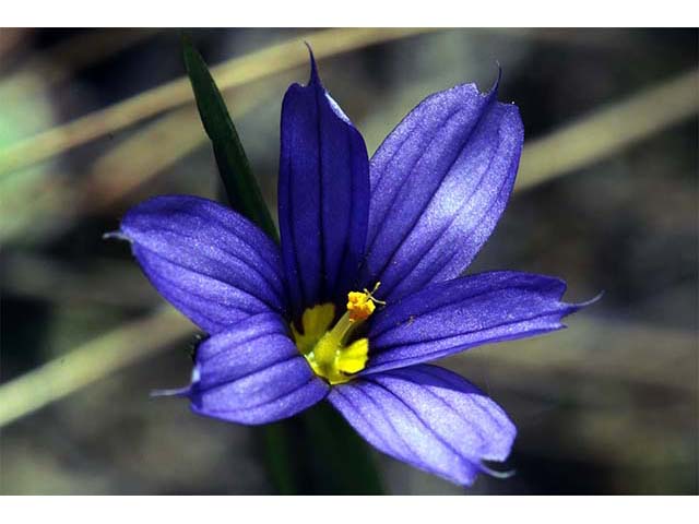 Sisyrinchium mucronatum (Needletip blue-eyed grass) #75096