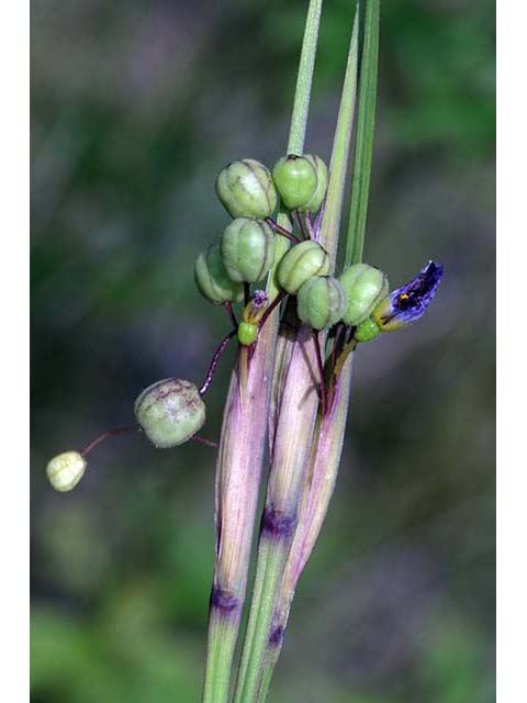 Sisyrinchium mucronatum (Needletip blue-eyed grass) #75098