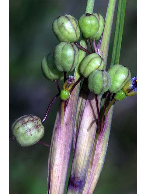 Sisyrinchium mucronatum (Needletip blue-eyed grass) #75099