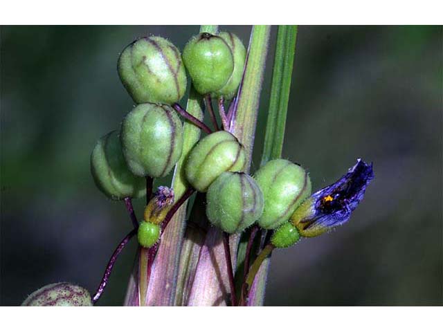 Sisyrinchium mucronatum (Needletip blue-eyed grass) #75100