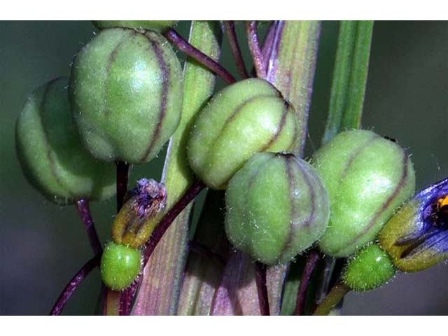 Sisyrinchium mucronatum (Needletip blue-eyed grass) #75101