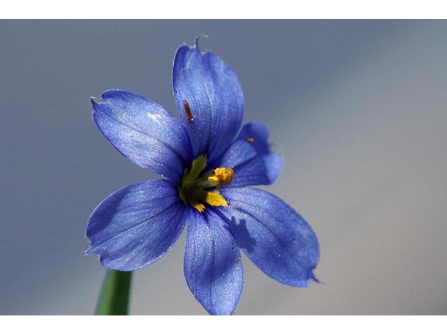 Sisyrinchium montanum (Strict blue-eyed grass) #75102